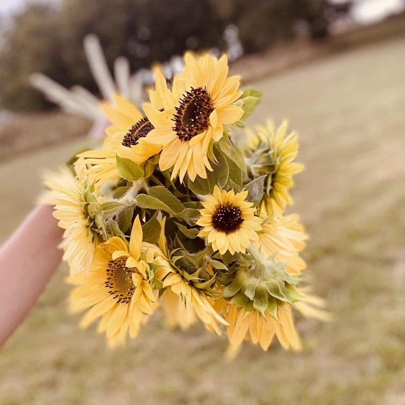 Blondies_Blossoms_45